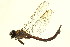  ( - 10BBODO-0095)  @13 [ ] CreativeCommons - Attribution (2010) CBG Photography Group Centre for Biodiversity Genomics