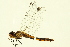  ( - 10BBODO-0116)  @13 [ ] CreativeCommons - Attribution (2010) CBG Photography Group Centre for Biodiversity Genomics