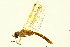  ( - 10BBODO-0117)  @12 [ ] CreativeCommons - Attribution (2010) CBG Photography Group Centre for Biodiversity Genomics