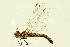  ( - 10BBODO-0142)  @13 [ ] CreativeCommons - Attribution (2010) CBG Photography Group Centre for Biodiversity Genomics