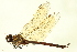  ( - 10BBODO-0154)  @13 [ ] CreativeCommons - Attribution (2010) CBG Photography Group Centre for Biodiversity Genomics