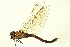  (Aeshna interrupta - 10BBODO-0162)  @14 [ ] CreativeCommons - Attribution (2010) CBG Photography Group Centre for Biodiversity Genomics