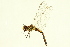  ( - 10BBODO-0184)  @13 [ ] CreativeCommons - Attribution (2010) CBG Photography Group Centre for Biodiversity Genomics