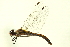  ( - 10BBODO-0190)  @13 [ ] CreativeCommons - Attribution (2010) CBG Photography Group Centre for Biodiversity Genomics