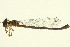  ( - 10BBODO-0326)  @12 [ ] CreativeCommons - Attribution (2010) CBG Photography Group Centre for Biodiversity Genomics