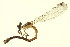  ( - 10BBODO-0338)  @13 [ ] CreativeCommons - Attribution (2010) CBG Photography Group Centre for Biodiversity Genomics