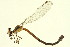  ( - 10BBODO-0339)  @13 [ ] CreativeCommons - Attribution (2010) CBG Photography Group Centre for Biodiversity Genomics