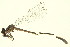  ( - 10BBODO-0352)  @13 [ ] CreativeCommons - Attribution (2010) CBG Photography Group Centre for Biodiversity Genomics
