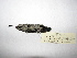  ( - MACN-Or-ct 6296)  @11 [ ] Copyright (2016) MACN Museo Argentino de Ciencias Naturales (Bernardino Rivadavia)