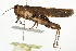  ( - BIOUG00738-A03)  @11 [ ] CreativeCommons - Attribution (2011) CBG Photography Group Centre for Biodiversity Genomics
