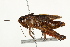  (Melanoplus borealis - BIOUG00738-A12)  @14 [ ] CreativeCommons - Attribution (2011) CBG Photography Group Centre for Biodiversity Genomics