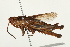  (Chloealtis abdominalis - BIOUG00738-F03)  @15 [ ] CreativeCommons - Attribution (2011) CBG Photography Group Centre for Biodiversity Genomics