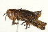  ( - BIOUG00738-F06)  @14 [ ] CreativeCommons - Attribution (2011) CBG Photography Group Centre for Biodiversity Genomics