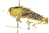  (Melanoplus bivittatus - BIOUG00739-G01)  @14 [ ] CreativeCommons - Attribution (2011) CBG Photography Group Centre for Biodiversity Genomics