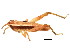  ( - BIOUG00916-E11)  @14 [ ] CreativeCommons - Attribution (2011) CBG Photography Group Centre for Biodiversity Genomics