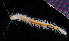  ( - 2854_DNA)  @11 [ ] CreativeCommons  Attribution Non-Commercial Share-Alike (2019) Gustav Paulay Florida Museum of Natural History