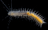  ( - 2857_DNA)  @11 [ ] CreativeCommons  Attribution Non-Commercial Share-Alike (2019) Gustav Paulay Florida Museum of Natural History