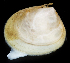  ( - 2848_DNA)  @11 [ ] CreativeCommons  Attribution Non-Commercial Share-Alike (2019) Gustav Paulay Florida Museum of Natural History