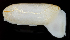  ( - 2916_DNA)  @11 [ ] CreativeCommons  Attribution Non-Commercial Share-Alike (2019) Gustav Paulay Florida Museum of Natural History