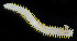  ( - 2943_DNA)  @11 [ ] CreativeCommons  Attribution Non-Commercial Share-Alike (2019) Gustav Paulay Florida Museum of Natural History