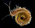  ( - 2979_DNA)  @11 [ ] CreativeCommons  Attribution Non-Commercial Share-Alike (2019) Gustav Paulay Florida Museum of Natural History