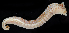  (Phyllocomus - 2991_DNA)  @11 [ ] CreativeCommons  Attribution Non-Commercial Share-Alike (2019) Gustav Paulay Florida Museum of Natural History