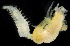  ( - 3012_DNA)  @11 [ ] CreativeCommons  Attribution Non-Commercial Share-Alike (2019) Gustav Paulay Florida Museum of Natural History
