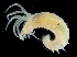  ( - 3060_DNA)  @11 [ ] CreativeCommons  Attribution Non-Commercial Share-Alike (2019) Gustav Paulay Florida Museum of Natural History