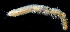  ( - 3054_DNA)  @11 [ ] CreativeCommons  Attribution Non-Commercial Share-Alike (2019) Gustav Paulay Florida Museum of Natural History