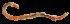  ( - 3075_DNA)  @11 [ ] CreativeCommons  Attribution Non-Commercial Share-Alike (2019) Gustav Paulay Florida Museum of Natural History