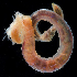  ( - 3088_DNA)  @11 [ ] CreativeCommons  Attribution Non-Commercial Share-Alike (2019) Gustav Paulay Florida Museum of Natural History