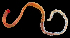  (Notomastus hemipodus - 3095_DNA)  @11 [ ] CreativeCommons  Attribution Non-Commercial Share-Alike (2019) Gustav Paulay Florida Museum of Natural History
