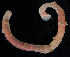  ( - 3083_DNA)  @11 [ ] CreativeCommons  Attribution Non-Commercial Share-Alike (2019) Gustav Paulay Florida Museum of Natural History