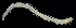  ( - 3161_DNA)  @11 [ ] CreativeCommons  Attribution Non-Commercial Share-Alike (2019) Gustav Paulay Florida Museum of Natural History