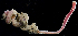 ( - 3196_DNA)  @11 [ ] CreativeCommons  Attribution Non-Commercial Share-Alike (2019) Gustav Paulay Florida Museum of Natural History