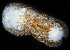  (Corambidae - 3229_DNA)  @11 [ ] CreativeCommons  Attribution Non-Commercial Share-Alike (2019) Gustav Paulay Florida Museum of Natural History