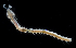  ( - 3223_DNA)  @11 [ ] CreativeCommons  Attribution Non-Commercial Share-Alike (2019) Gustav Paulay Florida Museum of Natural History