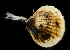  ( - 3371_DNA)  @11 [ ] CreativeCommons  Attribution Non-Commercial Share-Alike (2019) Gustav Paulay Florida Museum of Natural History