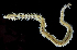  (Phyllodoce hartmanae - 3370_DNA)  @11 [ ] CreativeCommons  Attribution Non-Commercial Share-Alike (2019) Gustav Paulay Florida Museum of Natural History