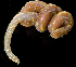  ( - 3369_DNA)  @11 [ ] CreativeCommons  Attribution Non-Commercial Share-Alike (2019) Gustav Paulay Florida Museum of Natural History