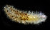  (Palaenotus - 3429_DNA)  @11 [ ] CreativeCommons  Attribution Non-Commercial Share-Alike (2019) Gustav Paulay Florida Museum of Natural History