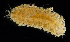  ( - 3491_DNA)  @11 [ ] CreativeCommons  Attribution Non-Commercial Share-Alike (2019) Gustav Paulay Florida Museum of Natural History