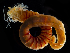  (Pista brevibranchiata - 3522_DNA)  @11 [ ] CreativeCommons  Attribution Non-Commercial Share-Alike (2019) Gustav Paulay Florida Museum of Natural History