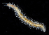  ( - 3578_DNA)  @11 [ ] CreativeCommons  Attribution Non-Commercial Share-Alike (2019) Gustav Paulay Florida Museum of Natural History