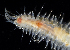  ( - 3578_DNA)  @11 [ ] CreativeCommons  Attribution Non-Commercial Share-Alike (2019) Gustav Paulay Florida Museum of Natural History