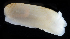  ( - 3642_DNA)  @11 [ ] CreativeCommons  Attribution Non-Commercial Share-Alike (2019) Gustav Paulay Florida Museum of Natural History