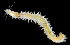  ( - 3634_DNA)  @11 [ ] CreativeCommons  Attribution Non-Commercial Share-Alike (2019) Gustav Paulay Florida Museum of Natural History
