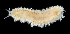  ( - 3745_DNA)  @11 [ ] CreativeCommons  Attribution Non-Commercial Share-Alike (2019) Gustav Paulay Florida Museum of Natural History