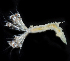  (Paradialychone bimaculata - 3786_DNA)  @11 [ ] CreativeCommons  Attribution Non-Commercial Share-Alike (2019) Gustav Paulay Florida Museum of Natural History