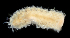  ( - 3745_DNA)  @11 [ ] CreativeCommons  Attribution Non-Commercial Share-Alike (2019) Gustav Paulay Florida Museum of Natural History